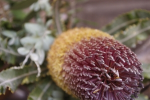 Banksia flower